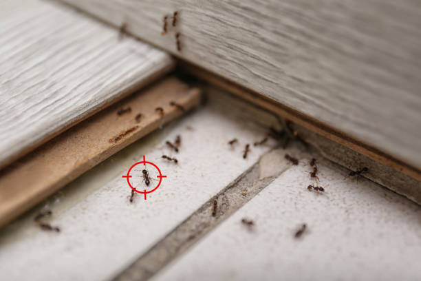 Best Pest Prevention Services  in Daniel, UT